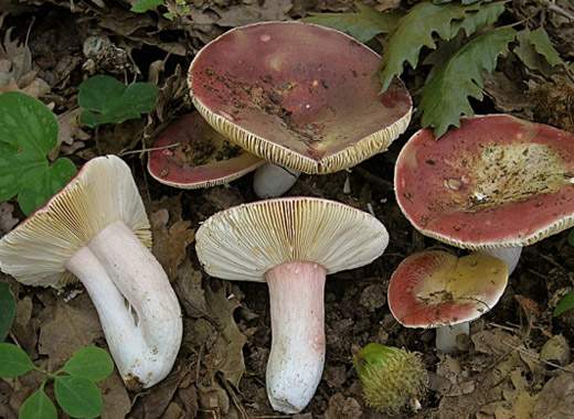 Сироїжка зелено-червона або лайкова - Russula alutacea Fr. Em. Melz. et. Zvara